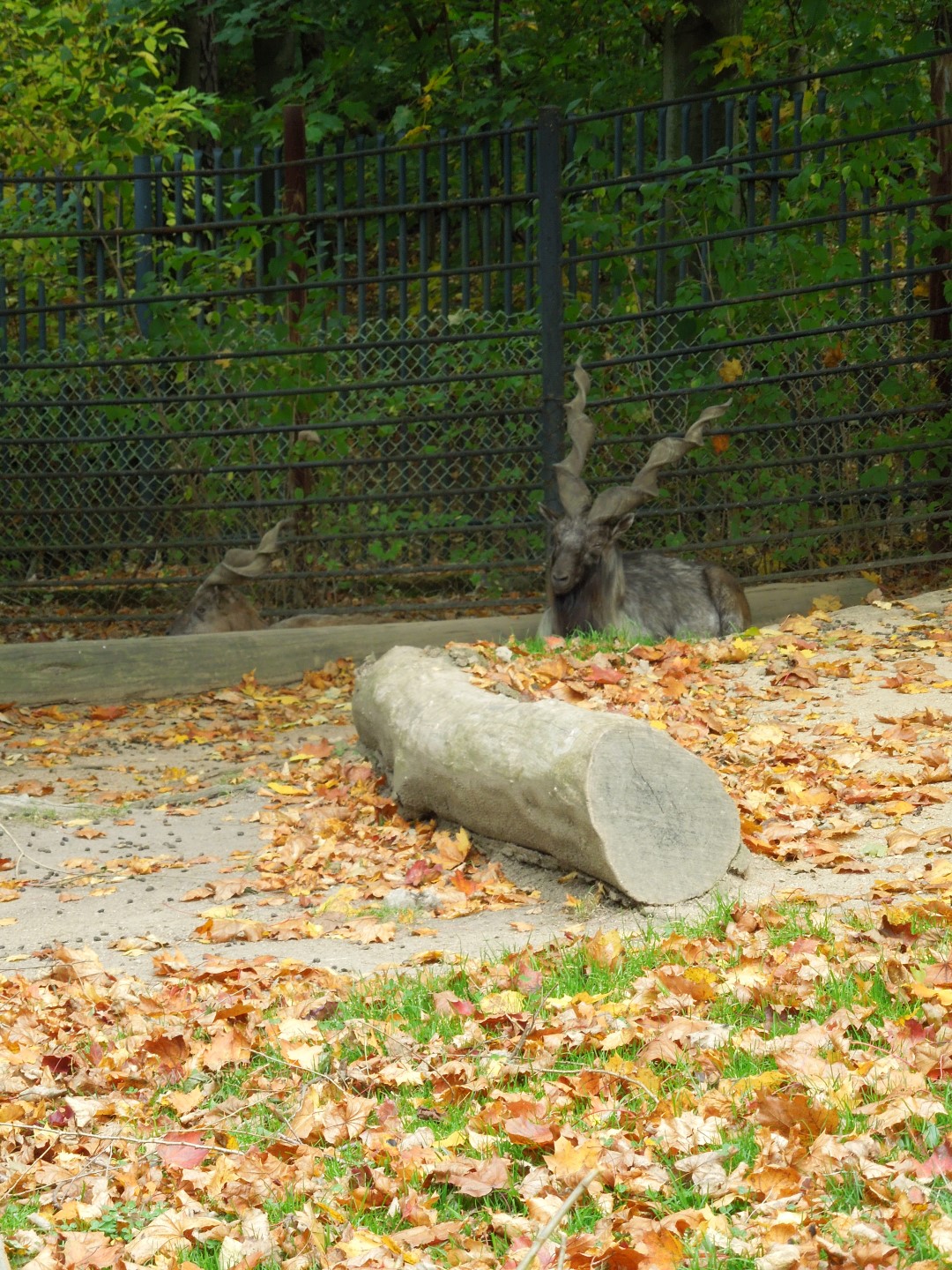 2014-10-11 ŠD zoo Liberec 022 (Large)