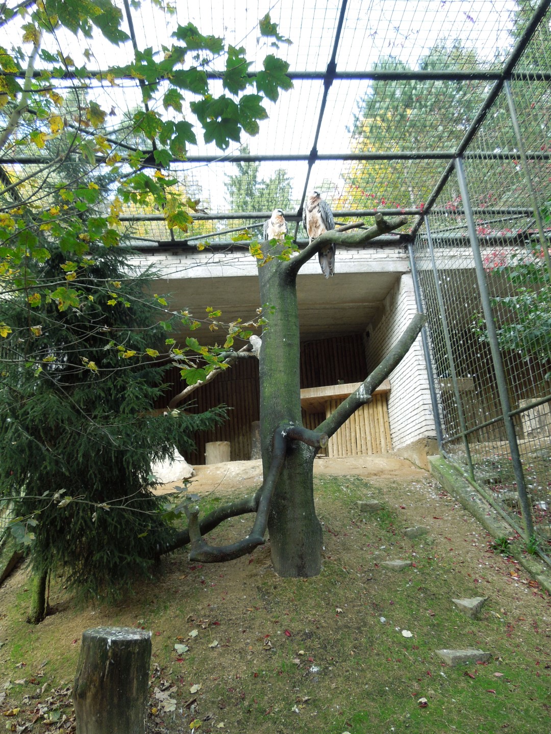 2014-10-11 ŠD zoo Liberec 072 (Large)